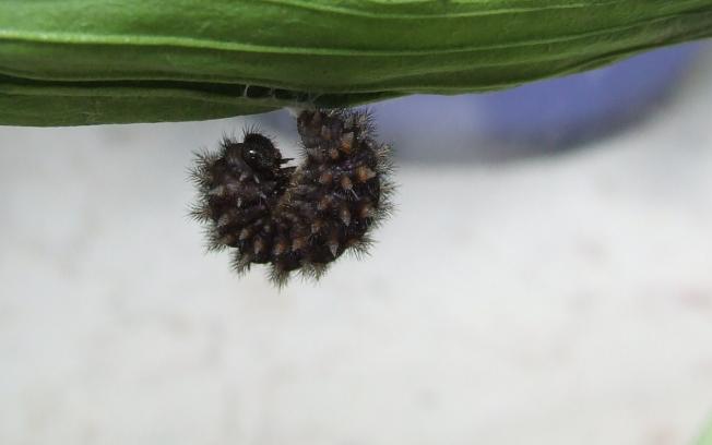 Melitaea athalia