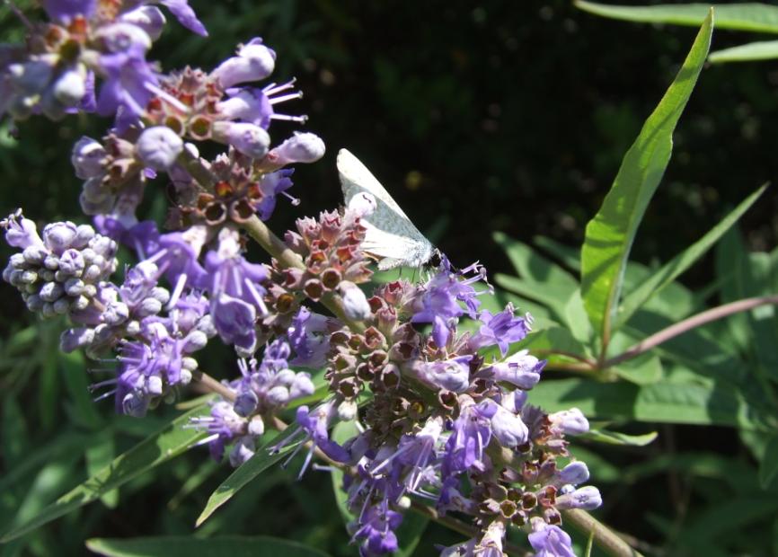 Vitex agnus-castus