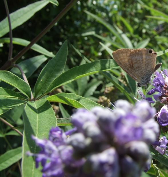 Vitex agnus-castus