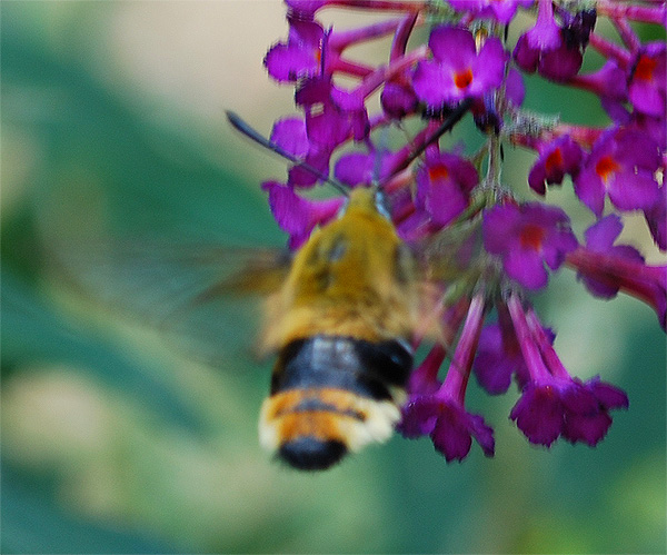 Hemaris fuciformis