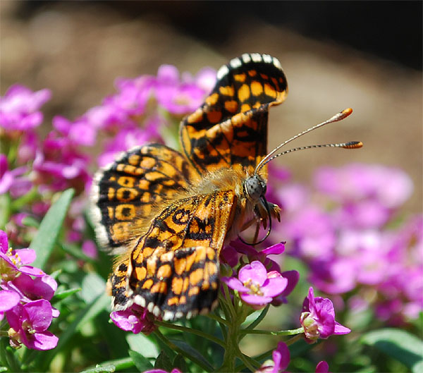 malformazione melitaea cinxia