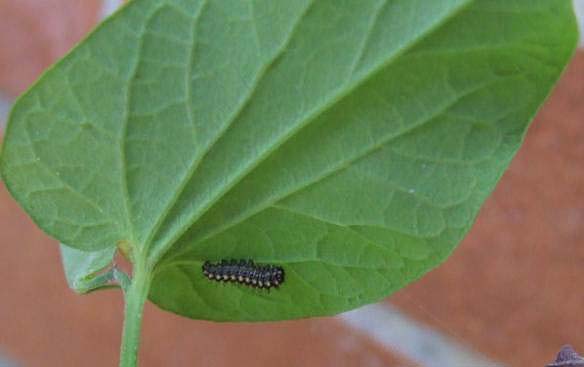 bruco di Zerynthia polyxena