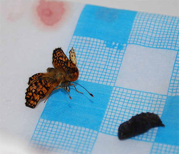 malformazione melitaea cinxia