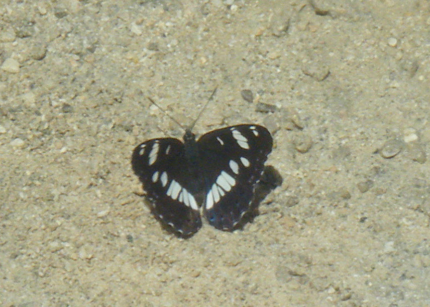 Limenitis reducta???