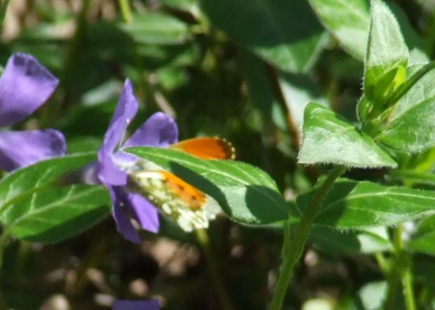 Anthocharis cardamines