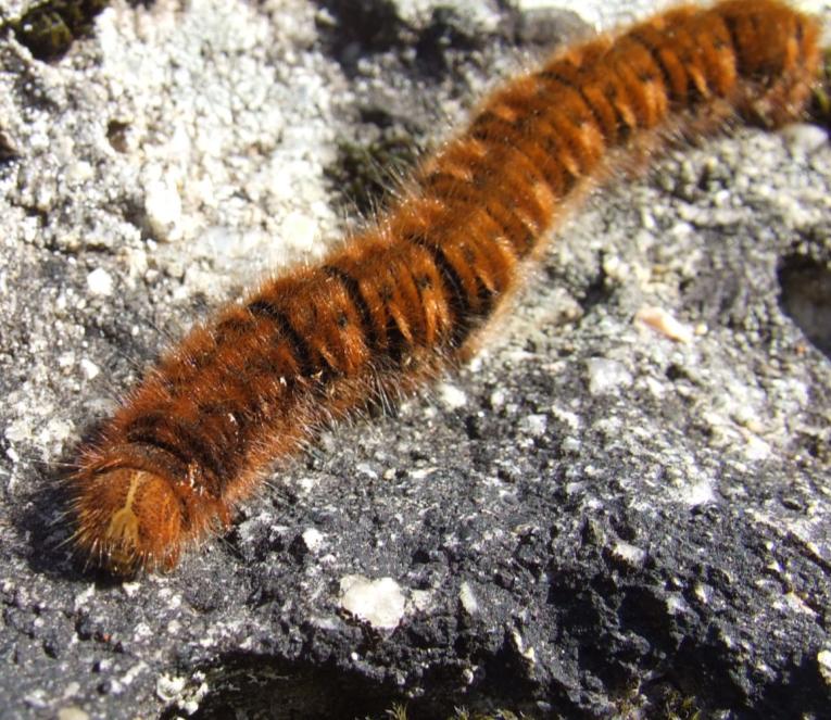 Lasiocampa quercus???