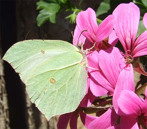 foto per libro farfalle elbane