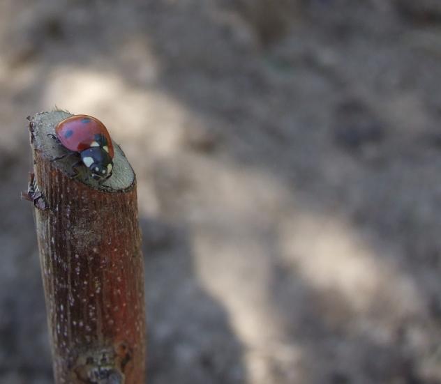 Coccinella septempunctata