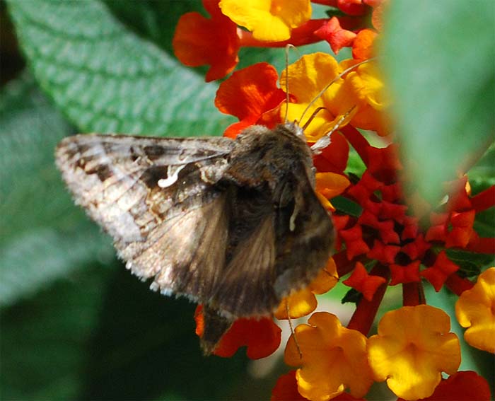 Autographa gamma