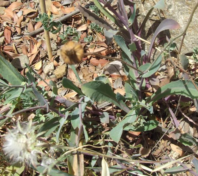 Zigaena filipendulae uova- deposizione-accoppiamento