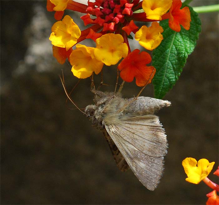 Autographa gamma