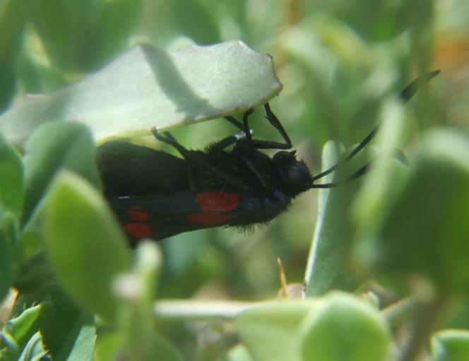 Zigaena filipendulae uova- deposizione-accoppiamento