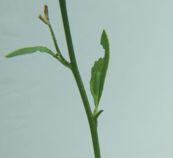 Raphanus raphanistrum subsp. landra / Ramolaccio