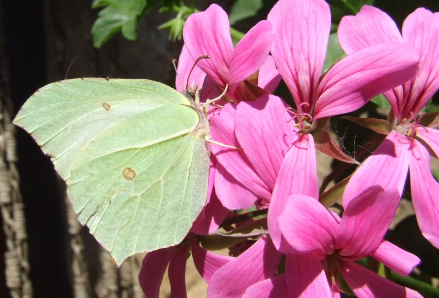 Gonepteryx rhamni