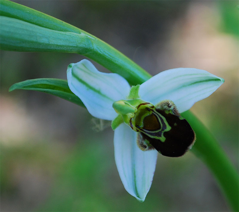 credo orchidea: Ophrys apifera