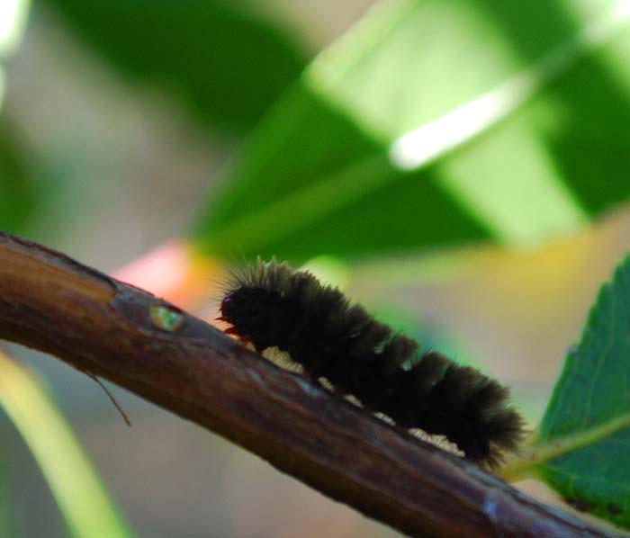 ricerca charaxes jasus.....altri ospiti su corbezzolo