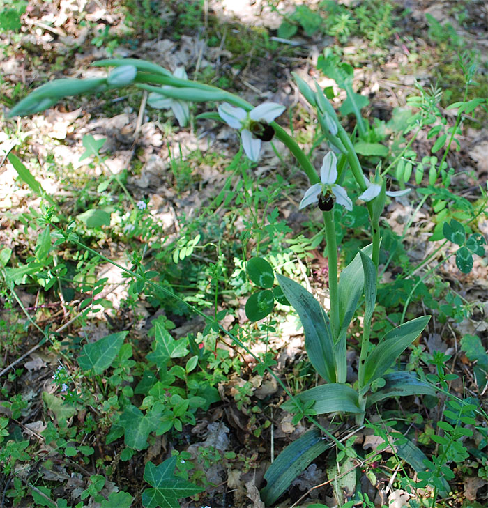 credo orchidea: Ophrys apifera