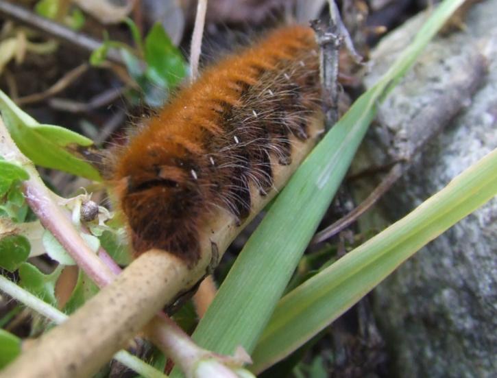 Lasiocampa quercus???