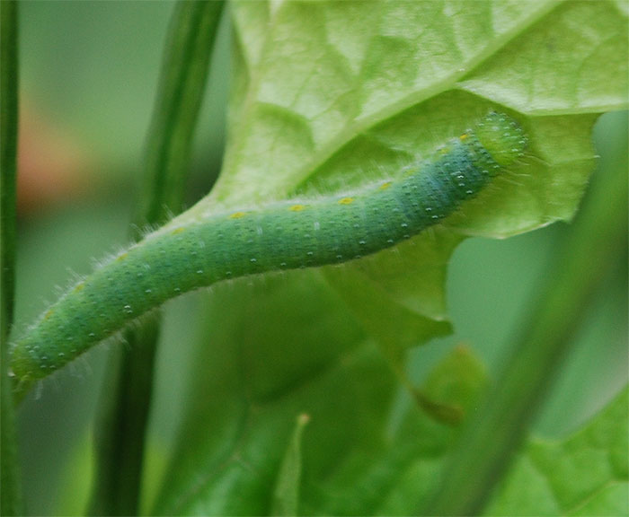 identificazione bruco - pieris napi