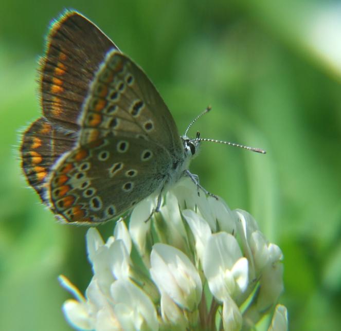 Femmina di Polyommatus icarus