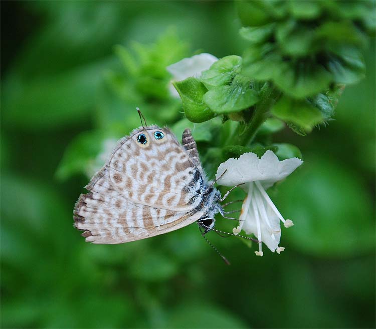 Leptotes pirithous