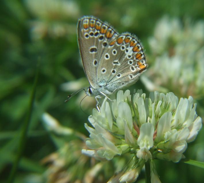 Femmina di Polyommatus icarus