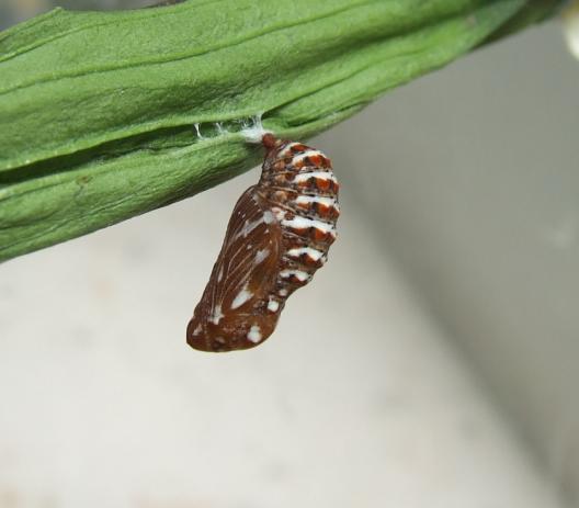 Melitaea athalia