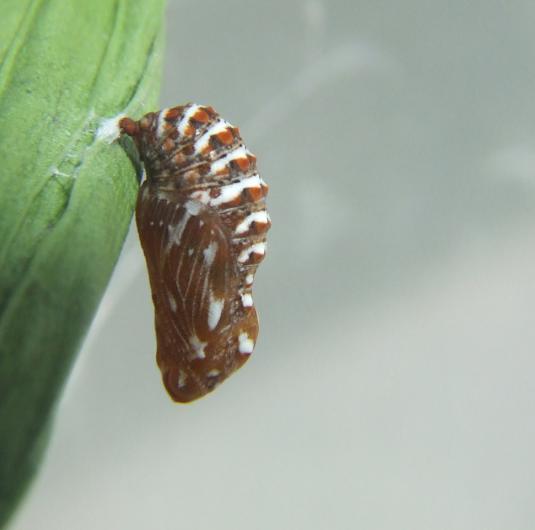 Melitaea athalia