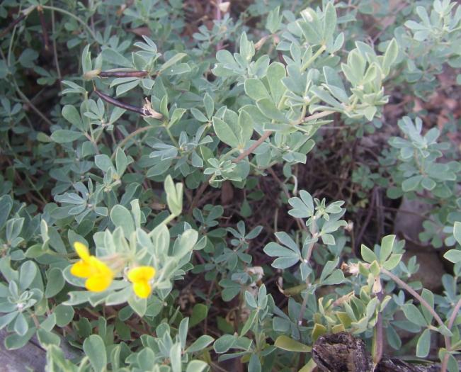 Zigaena filipendulae uova- deposizione-accoppiamento