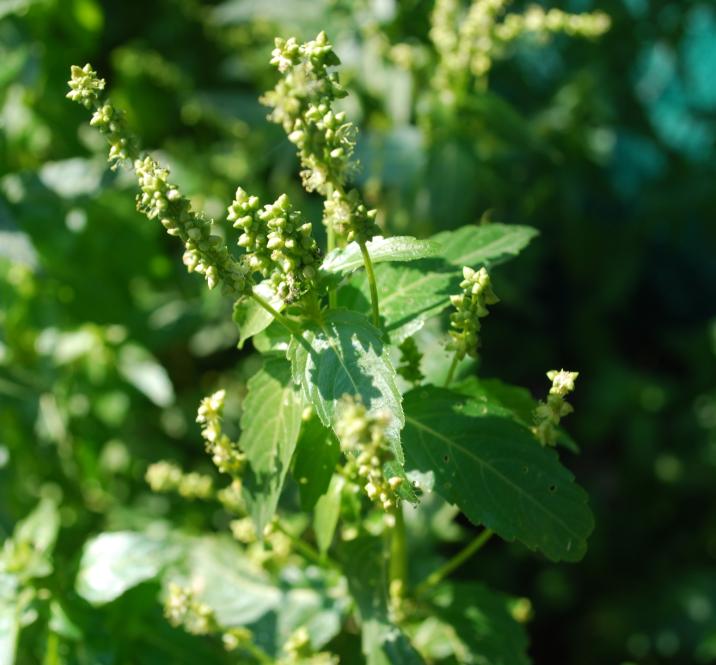 Mercurialis annua