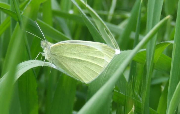 pieris  rapae????