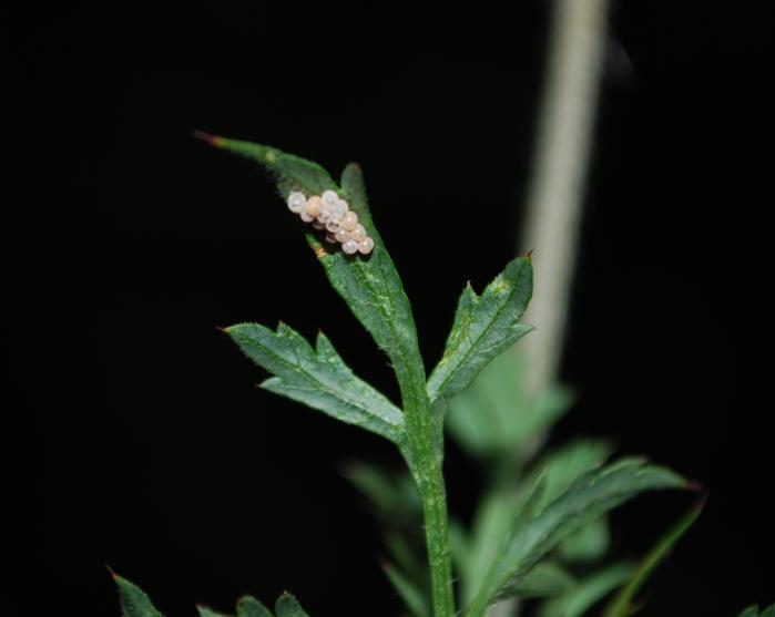 uova su carota selvatica