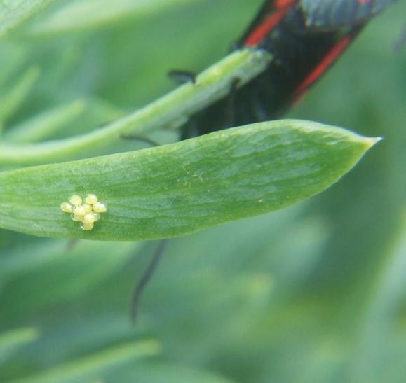 Zigaena filipendulae uova- deposizione-accoppiamento