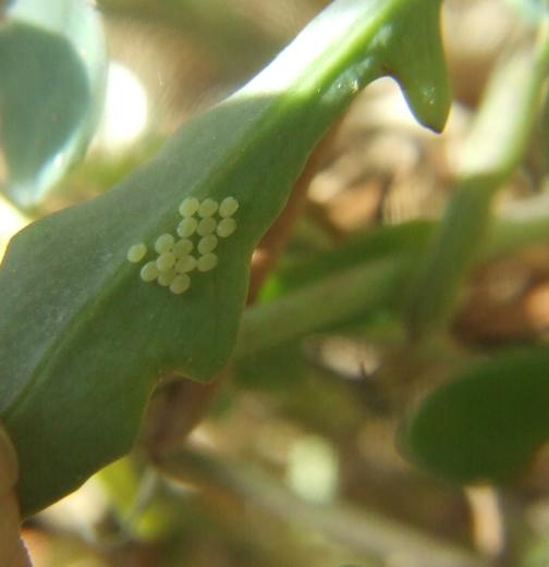 Zigaena filipendulae uova- deposizione-accoppiamento