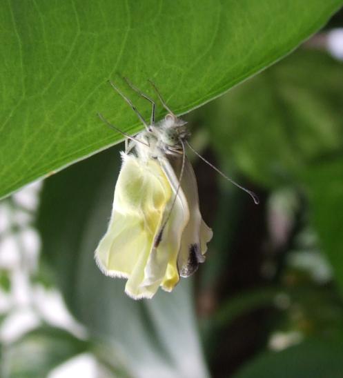 Pieris rapae