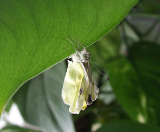 Pieris rapae