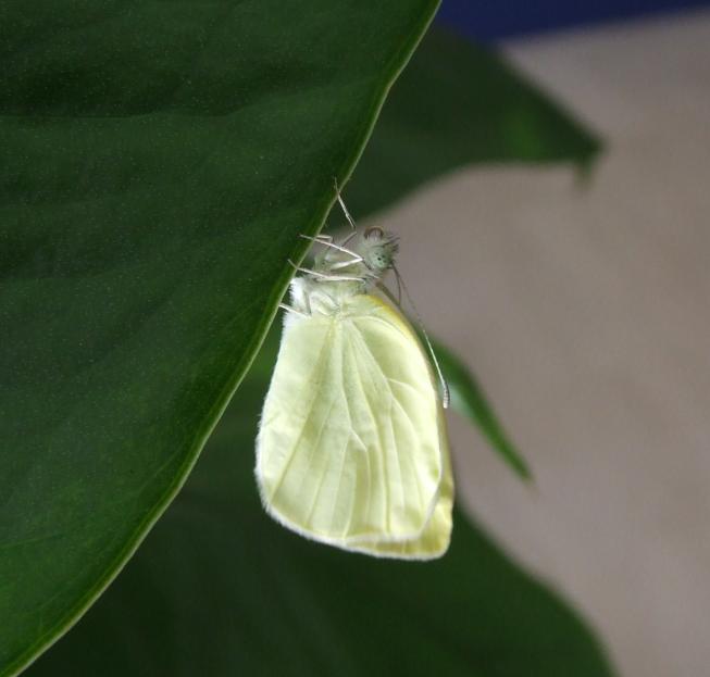 Pieris rapae