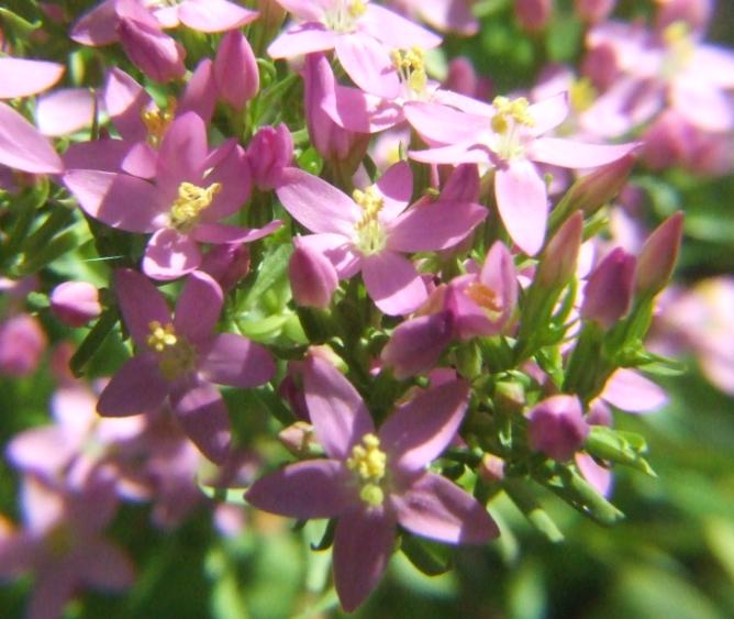 Centaurium erythraea