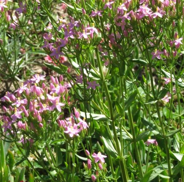 Centaurium erythraea