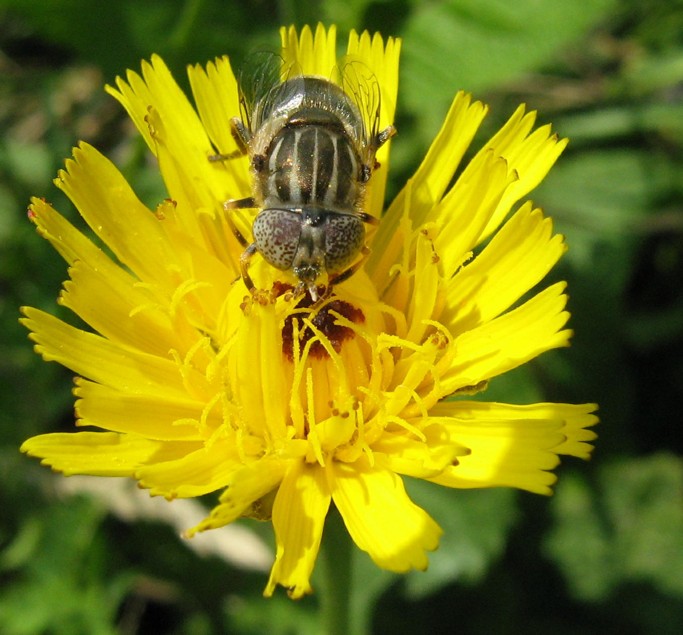 Eristalinus sp.