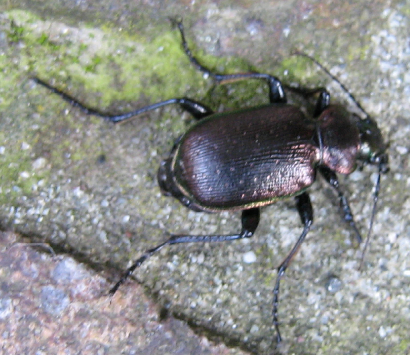 Calosoma inquisitor