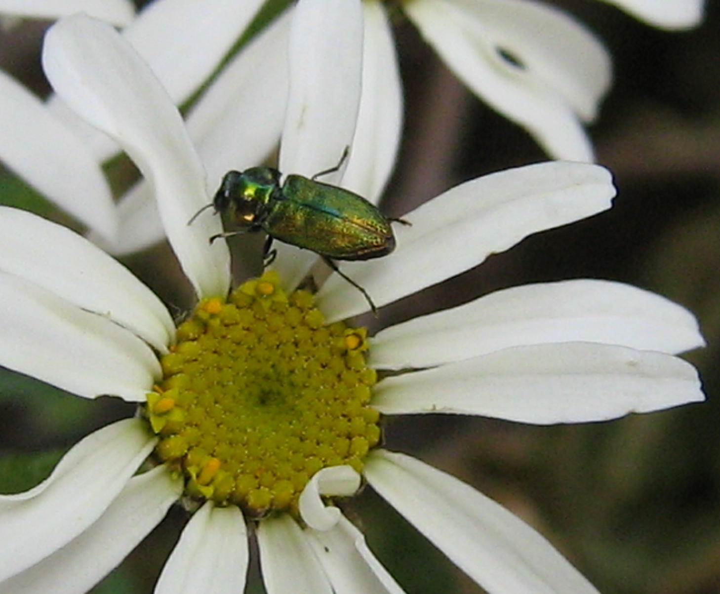 Coleoptera