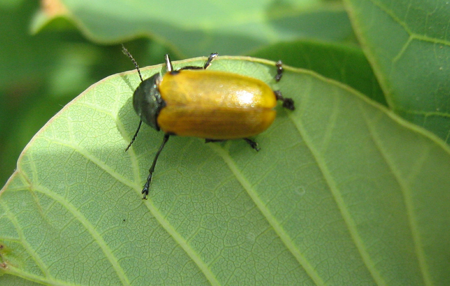 Chrysomelidae - Labidostomis sp.