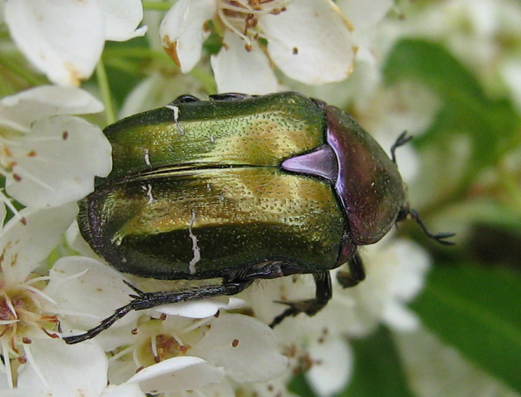 Cetonia aurata pisana del Bresciano