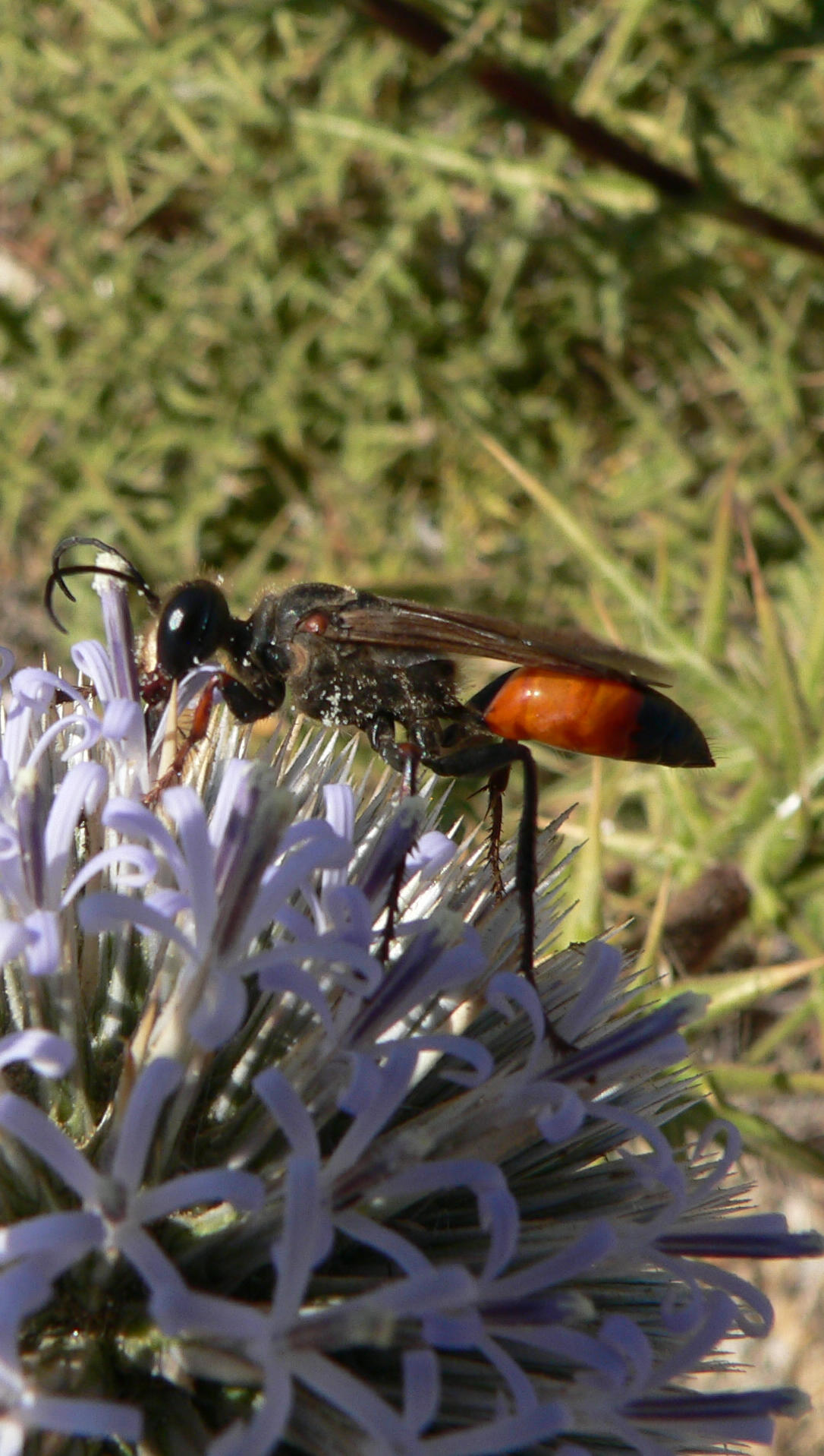 Hymenoptera greco: Sphex flavipennis (Sphecidae)