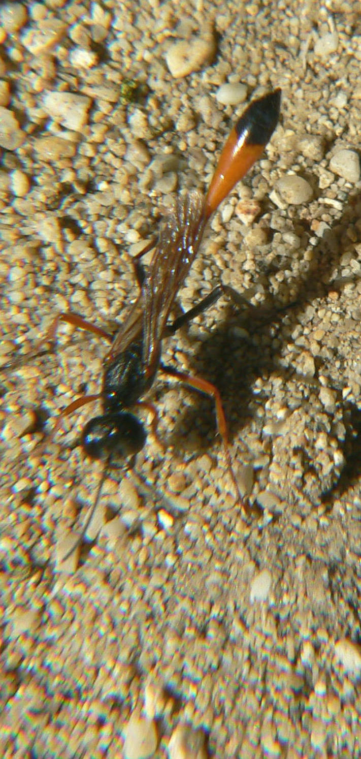 Hymonoptera greco: Ammophila heydeni heydeni (Sphecidae)