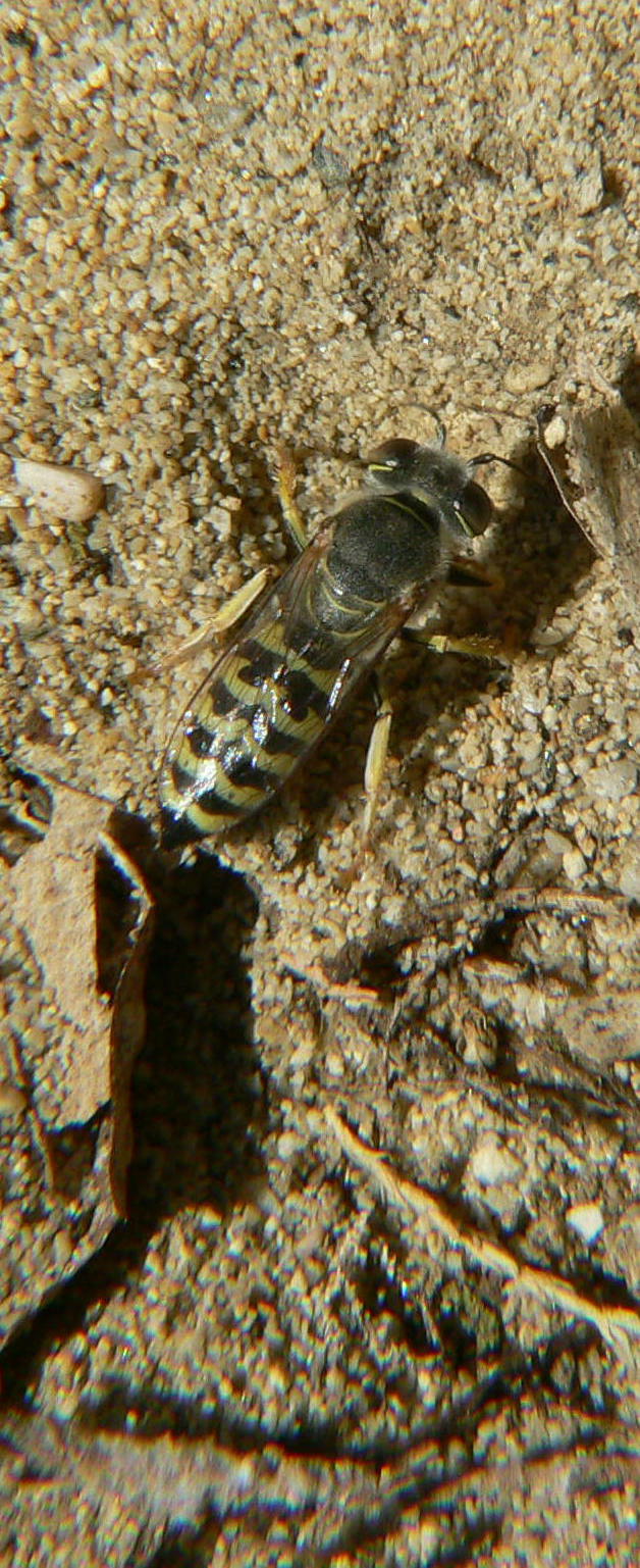 Bembix sp. (Crabronidae)