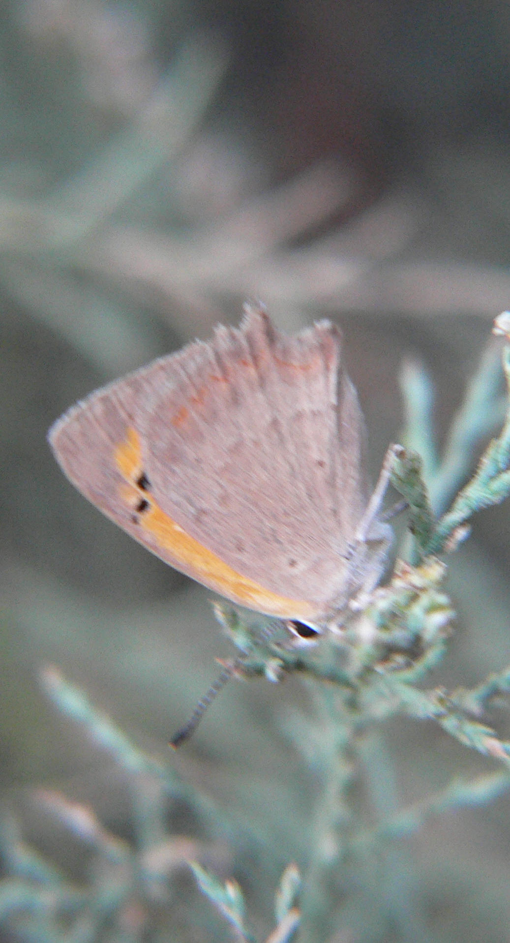 Lycaena phlaeas