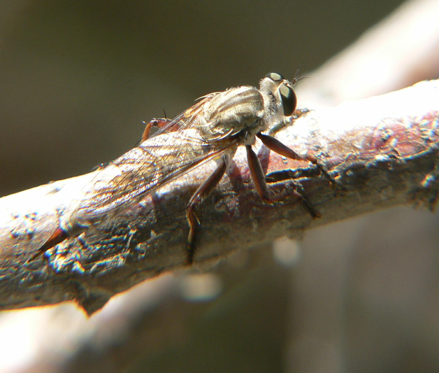 Asilidae