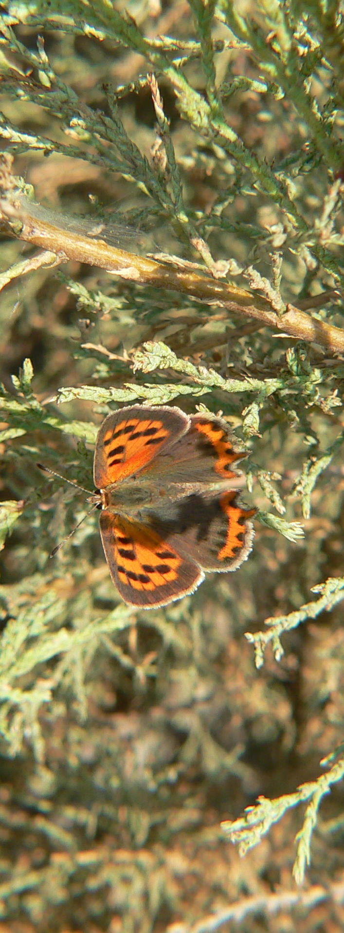 Lycaena phlaeas